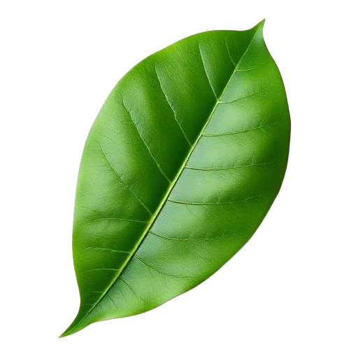 Leaf